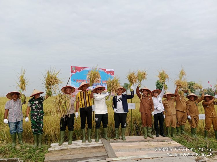 Bupati dan Wakil Bupati Kabupaten Simalungun Hadiri Acara Panen Raya Padi di Tanah Jawa
