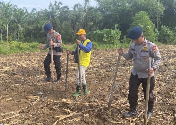 Dukung Ketahanan Pangan Nasional, Brimob Batalyon-A Tanam Jagung di Lahan Masyarakat Binaan Periode III