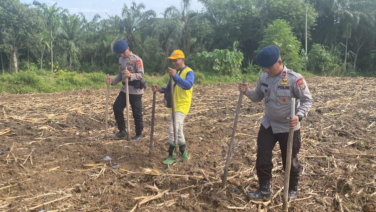 Dukung Ketahanan Pangan Nasional, Brimob Batalyon-A Tanam Jagung di Lahan Masyarakat Binaan Periode III