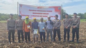 Dukung Ketahanan Pangan Nasional, Brimob Batalyon-A Tanam Jagung di Lahan Masyarakat Binaan Periode III