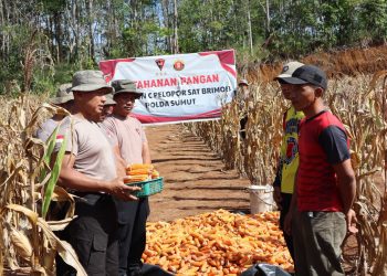 Batalyon C Pelopor Satuan Brimob Polda Sumut Panen Jagung di Dusun Garonggang Bawa Berkah Untuk Masyarakat