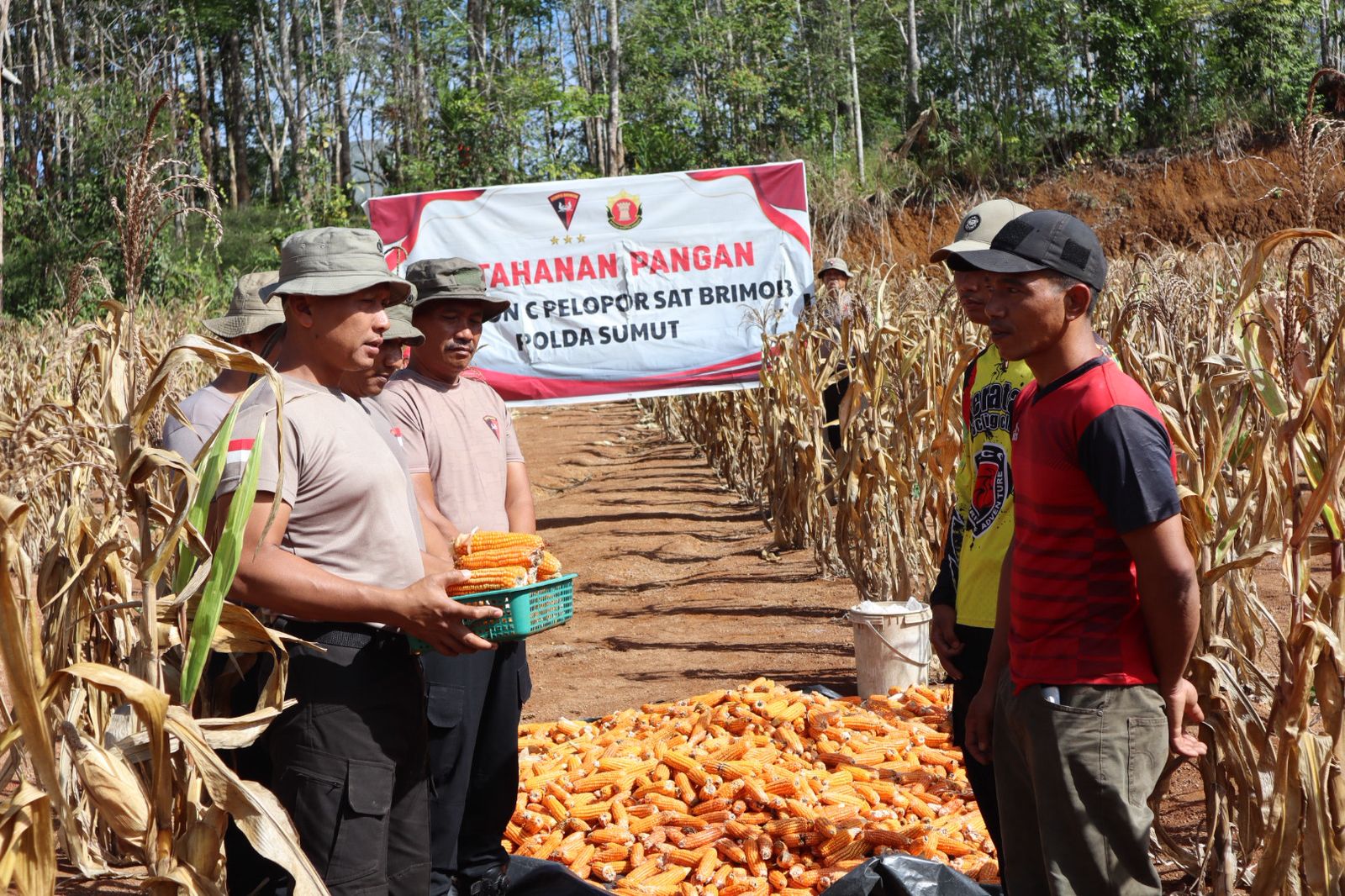Batalyon C Pelopor Satuan Brimob Polda Sumut Panen Jagung di Dusun Garonggang Bawa Berkah Untuk Masyarakat Batalyon C Pelopor Satuan Brimob Polda Sumut Panen Jagung di Dusun Garonggang Bawa Berkah Untuk Masyarakat