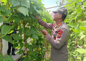 Brimob Sumut Wujudkan Ketahanan Pangan Lewat KRPL: Panen Sayur dan Rawat Kolam Ikan di Kompi 1 Yon A Pelopor