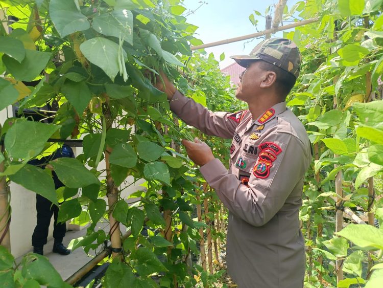 Brimob Sumut Wujudkan Ketahanan Pangan Lewat KRPL: Panen Sayur dan Rawat Kolam Ikan di Kompi 1 Yon A Pelopor