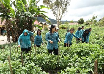 PKK Desa Boangmanalu Manfaatkan Lahan Pekarangan Kantor Kepala Desa Dengan Menanam Kentang 