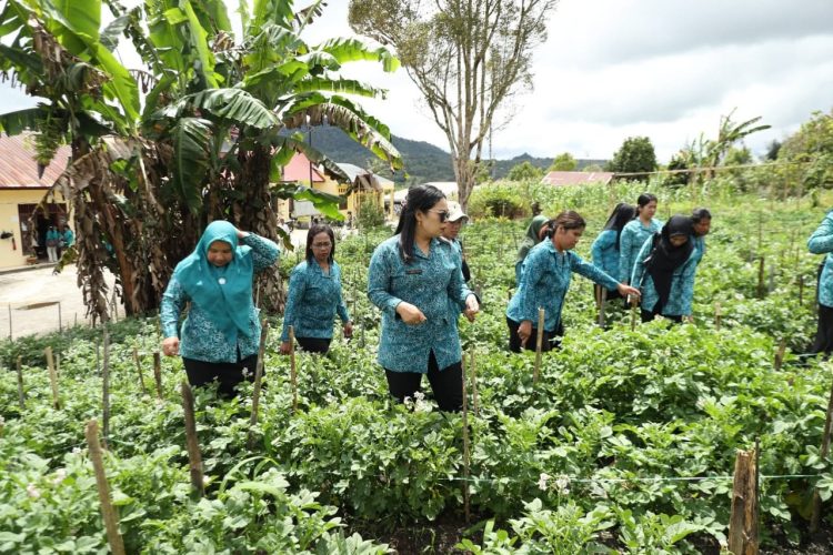 PKK Desa Boangmanalu Manfaatkan Lahan Pekarangan Kantor Kepala Desa Dengan Menanam Kentang 
