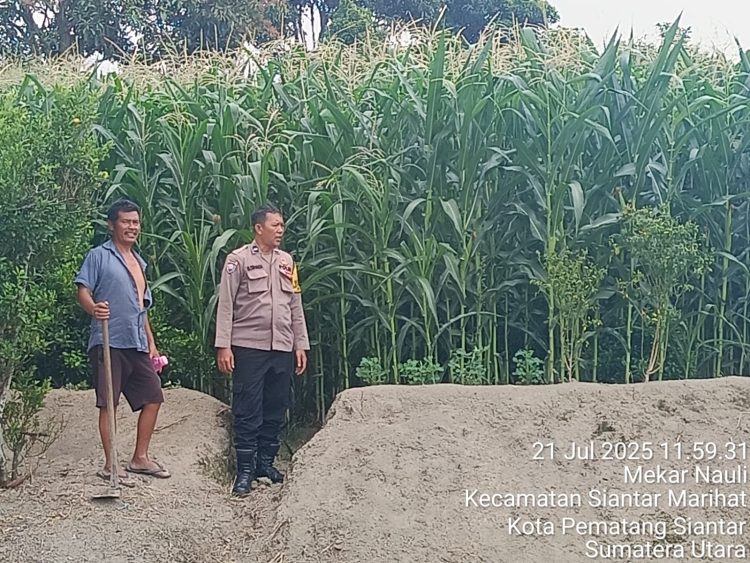 Sambangi Petani Jagung, Polsek Siantar Timur Dukung Ketahanan Pangan 