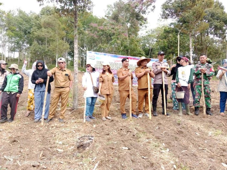 Dukung Ketahan Pangan, BUMDesa Kuta Meriah Melakukan Penanaman Jagung