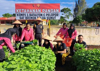 Brimob Polda Sumut Gelar Panen Raya Ketahanan Pangan, Sinergi Personil dan Bhayangkari Batalyon C Kompak Wujudkan Swasembada Pangan