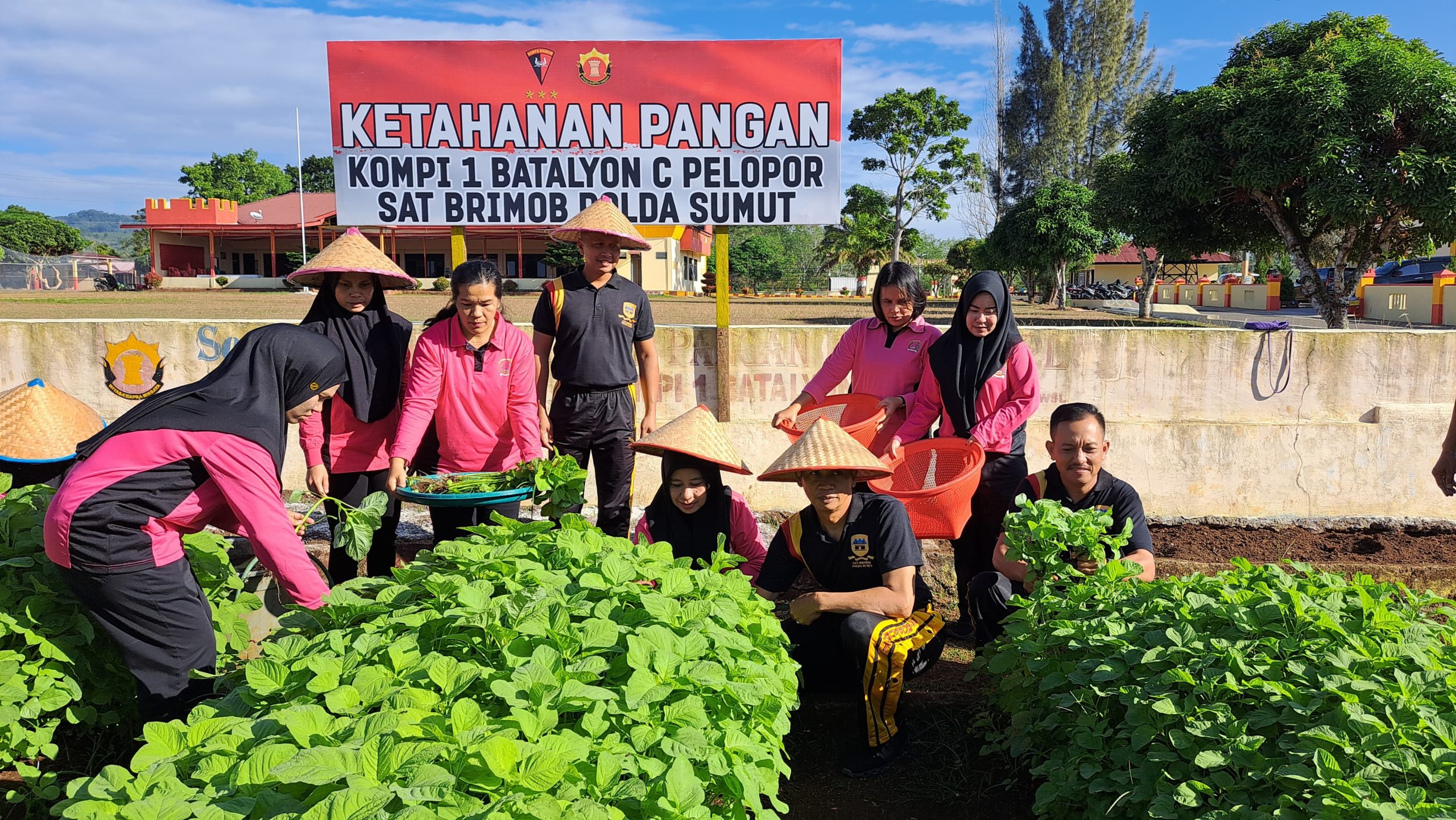 Brimob Polda Sumut Gelar Panen Raya Ketahanan Pangan, Sinergi Personil dan Bhayangkari Batalyon C Kompak Wujudkan Swasembada Pangan Brimob Polda Sumut Gelar Panen Raya Ketahanan Pangan, Sinergi Personil dan Bhayangkari Batalyon C Kompak Wujudkan Swasembada Pangan