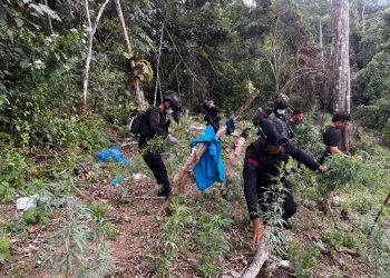 Satuan Brimob Polda Sumut Turut dan BNNP Berperan Aktif Dalam Operasi Pemusnahan Ladang Ganja Seluas ±2 Hektare Di Madina