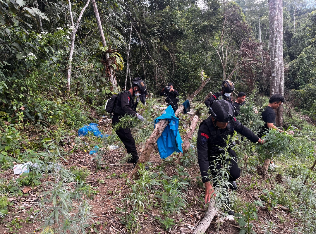Satuan Brimob Polda Sumut Turut dan BNNP Berperan Aktif Dalam Operasi Pemusnahan Ladang Ganja Seluas ±2 Hektare Di Madina