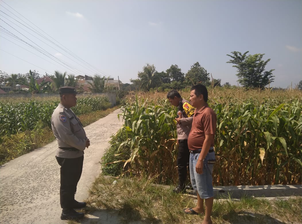 Dukung Ketahanan Pangan, Polsek Siantar Selatan Sambangi warga Pemilik Tanaman Jagung Dukung Ketahanan Pangan, Polsek Siantar Selatan Sambangi warga Pemilik Tanaman Jagung