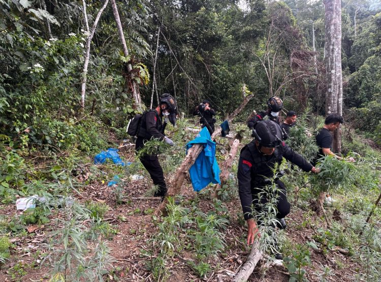 Satuan Brimob Polda Sumut Dan BNNP Berperan Aktif Dalam Operasi Pemusnahan Ladang Ganja Seluas ±2 Ha Di Madina