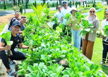Ketua TP PKK Simalungun Panen Sawi di Pekarangan Rumah, Dibagikan ke Masyarakat Sekitar