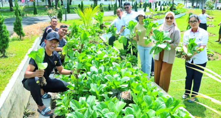 Ketua TP PKK Simalungun Panen Sawi di Pekarangan Rumah, Dibagikan ke Masyarakat Sekitar