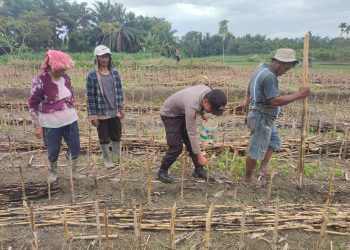 Dukung Swasembada Pangan, Polsek Siantar Martoba Sambangi Petani Jagung
