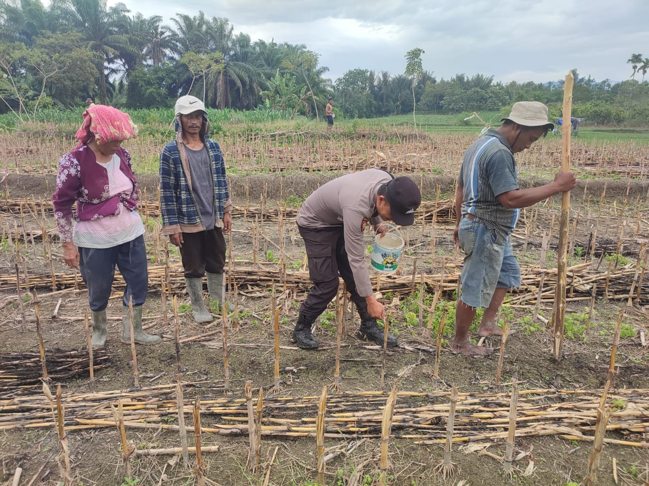 Dukung Swasembada Pangan, Polsek Siantar Martoba Sambangi Petani Jagung Dukung Swasembada Pangan, Polsek Siantar Martoba Sambangi Petani Jagung