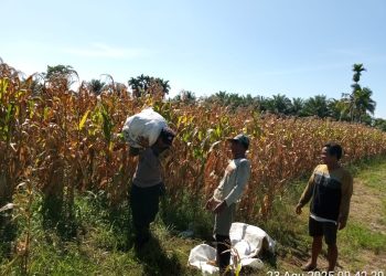 Dukung Ketapang, Poslek Siantar Marihat Sambangi Petani di Jalan Bahkora II