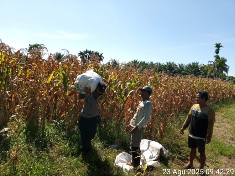 Dukung Ketapang, Poslek Siantar Marihat Sambangi Petani di Jalan Bahkora II