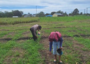 Dukung Ketapang, Polsek Siantar Marihat Sambangi Warga Yang Sedang Memupuk Tanaman Jagung