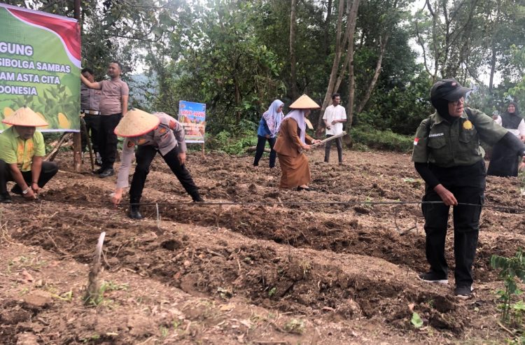 Kapolsek Sibolga Sambas Dan Instansi Terkait, Tanam Jagung Perkuat Ketahanan Pangan Nasional