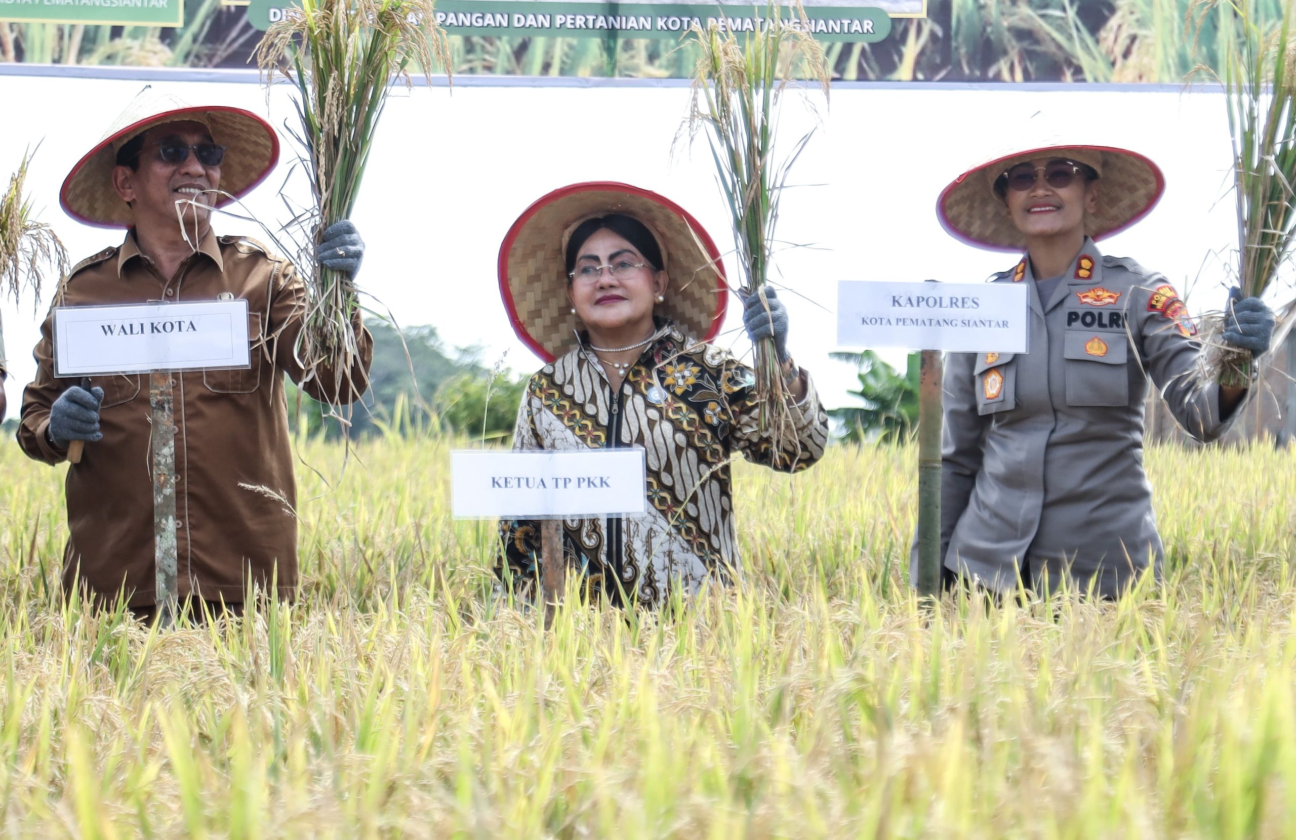 Wali Kota Wesly Silalahi Bersama Ny Liswati dan Forkopimda Panen Padi di Dusun Matio Nagahuta Timur, Guna Mencapai Swasembada Pangan Wali Kota Wesly Silalahi Bersama Ny Liswati dan Forkopimda Panen Padi di Dusun Matio Nagahuta Timur, Guna Mencapai Swasembada Pangan