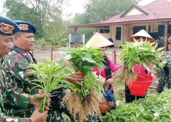 Satuan Brimob Polda Sumut Panen Hasil Ketahanan Pangan di Kompi 1 Batalyon C Pelopor