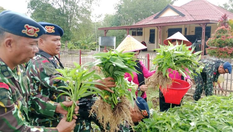 Satuan Brimob Polda Sumut Panen Hasil Ketahanan Pangan di Kompi 1 Batalyon C Pelopor