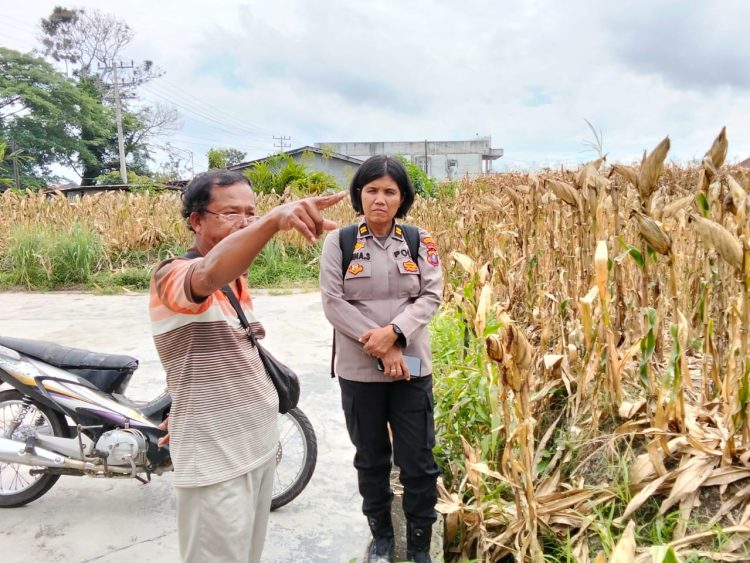Dukung Ketapang, Wakapolsek Siantar Marihat Sarankan Petani Jual Hasil Panen Ke Bulog