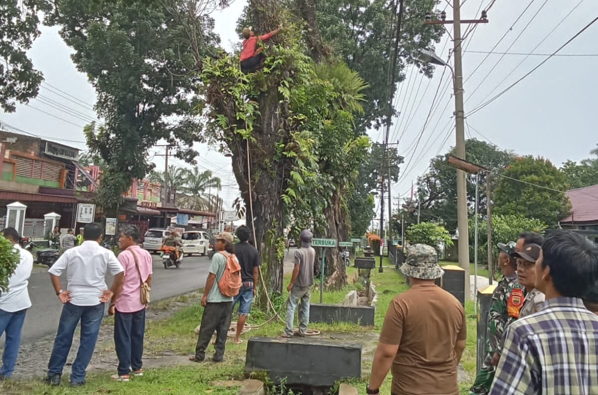 Perantingan Pohon di Pinggir Jalan Asahan Kabupaten Simalungun Berlanjut, Antisipasi Kecelakaan di Jalan