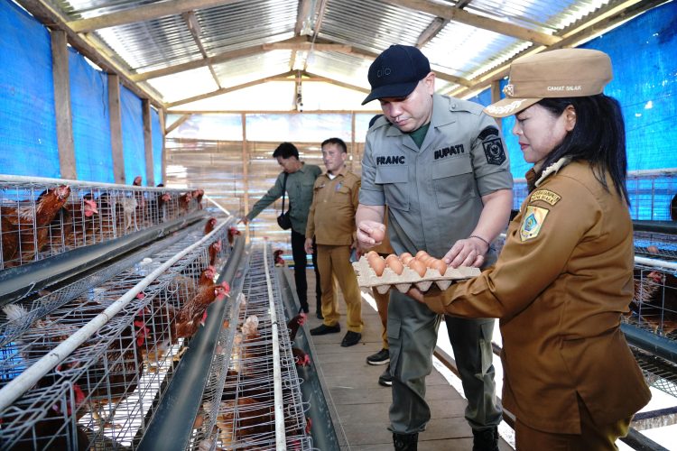 Bupati Pakpak Bharat Tinjau Lokasi Ternak Ayam Milik BUM Des Rebbak Nduma Desa Salak II
