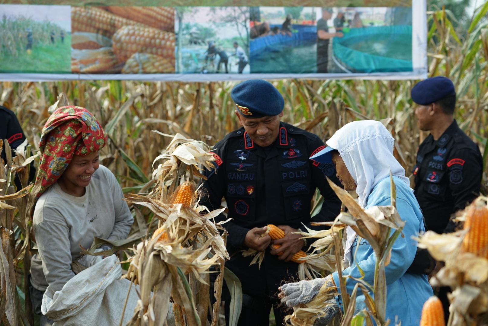 Dansat Brimob Polda Sumut Pimpin Panen Raya Bersama Petani, Wujud Nyata Polri Dukung Ketahanan Pangan Nasional Dansat Brimob Polda Sumut Pimpin Panen Raya Bersama Petani, Wujud Nyata Polri Dukung Ketahanan Pangan Nasional