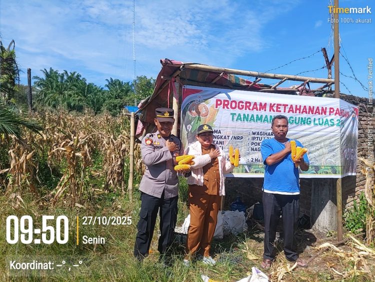 Wujudkan Ketahanan Pangan Nasional, Polsek Tanah Jawa Panen Jagung Program 1 Desa 1 Polisi