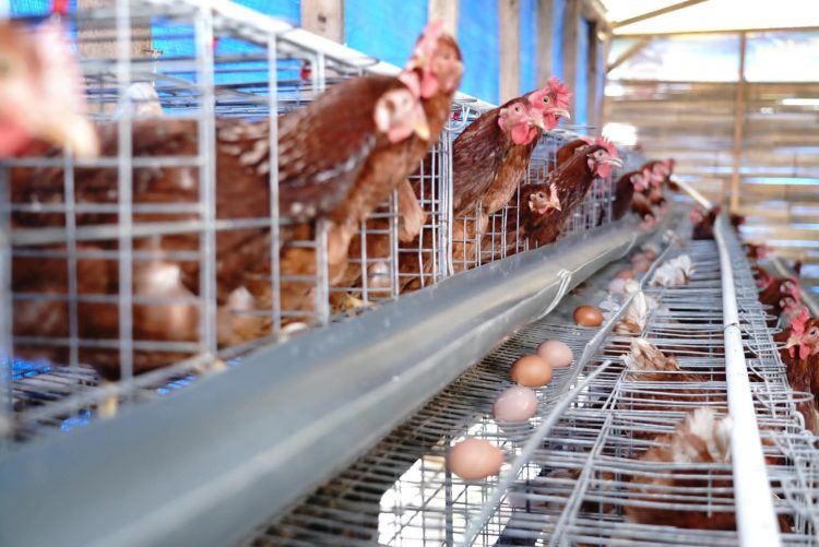Bupati Pakpak Bharat Tinjau Peternakan Ayam Petelur Milik BUM Des Dlleng Lumut Desa Sukaramai