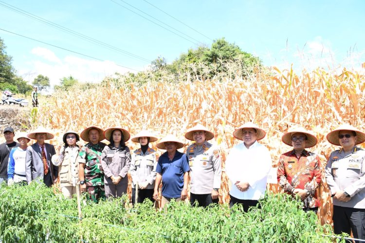 Kapolda Sumut Bersama Bupati dan Wakil Bupati Samosir Panen Jagung Program Ketahanan Pangan Nasional Kapolda Sumut Bersama Bupati dan Wakil Bupati Samosir Panen Jagung Program Ketahanan Pangan Nasional
