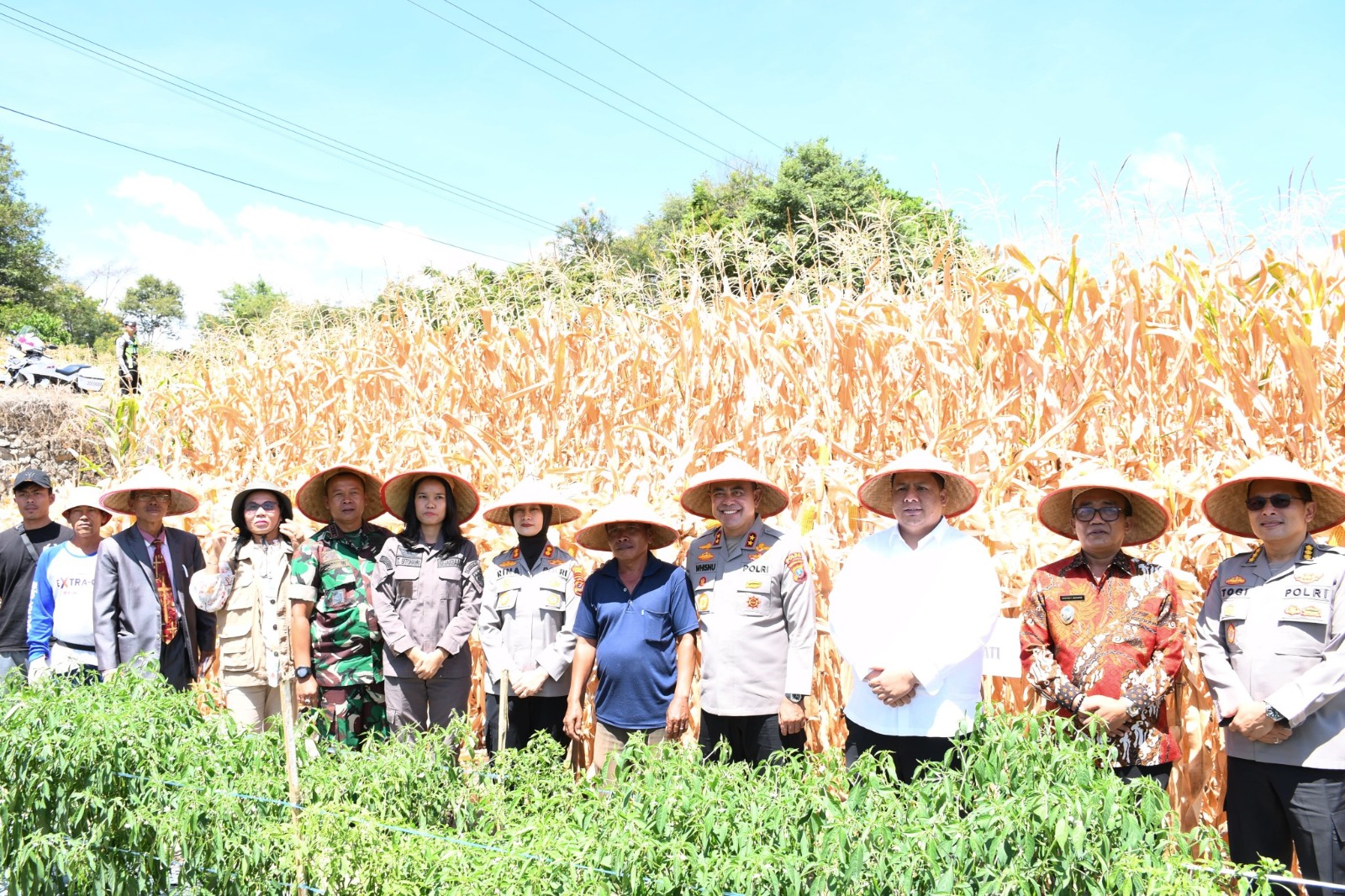 Kapolda Sumut Bersama Bupati dan Wakil Bupati Samosir Panen Jagung Program Ketahanan Pangan Nasional Kapolda Sumut Bersama Bupati dan Wakil Bupati Samosir Panen Jagung Program Ketahanan Pangan Nasional