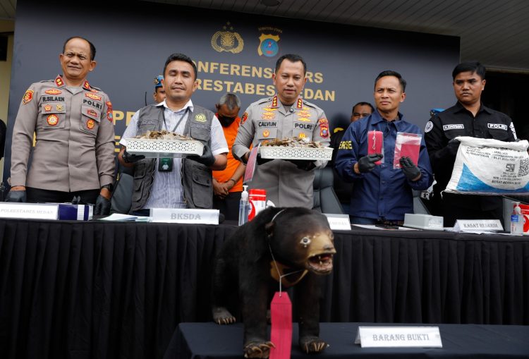 Polrestabes Medan Tangkap Dua Orang Komplotan Pelaku Perdagangan Satwa Dilindungi Negara Polrestabes Medan Tangkap Dua Orang Komplotan Pelaku Perdagangan Satwa Dilindungi Negara