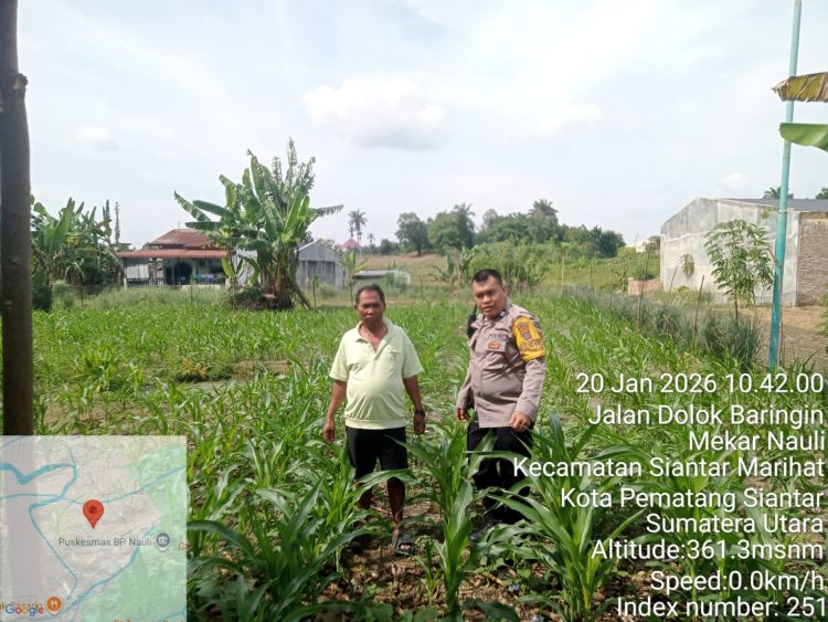 Dukung Ketapang, Bhabinkamtibmas Polsek Siantar Timur Sambangi Ladang Jagung Warga Binaan
