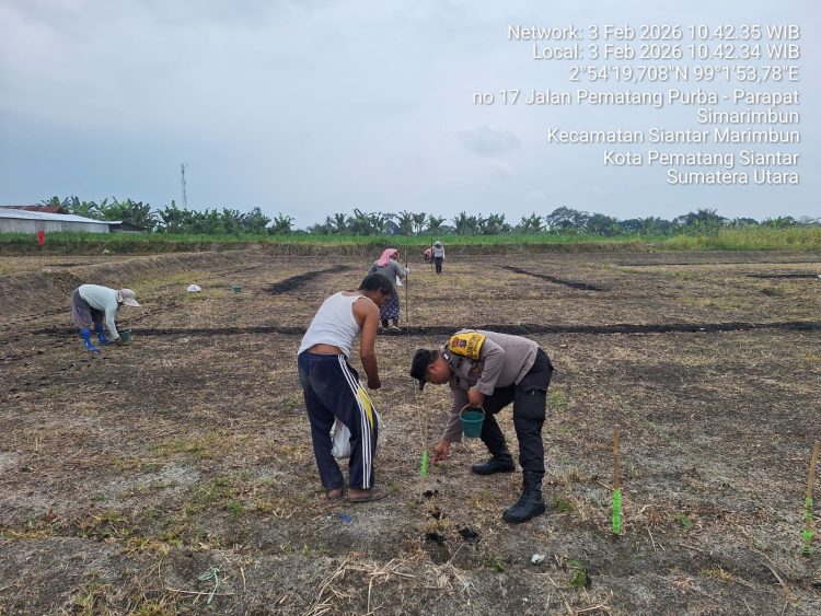 Bhabinkamtibmas Polsek Siantar Marihat Sambangi Warganya Tanam Jagung Bhabinkamtibmas Polsek Siantar Marihat Sambangi Warganya Tanam Jagung