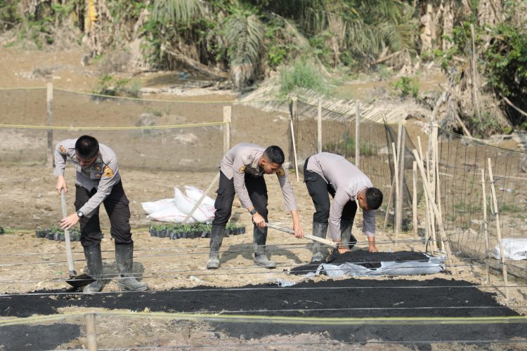 Dukung Asta Cita Presiden, Taruna Akpol Pulihkan Ketahanan Pangan dan UMKM Masyarakat Aceh Tamiang Lewat Pekarangan Pangan Lestari Dukung Asta Cita Presiden, Taruna Akpol Pulihkan Ketahanan Pangan dan UMKM Masyarakat Aceh Tamiang Lewat Pekarangan Pangan Lestari