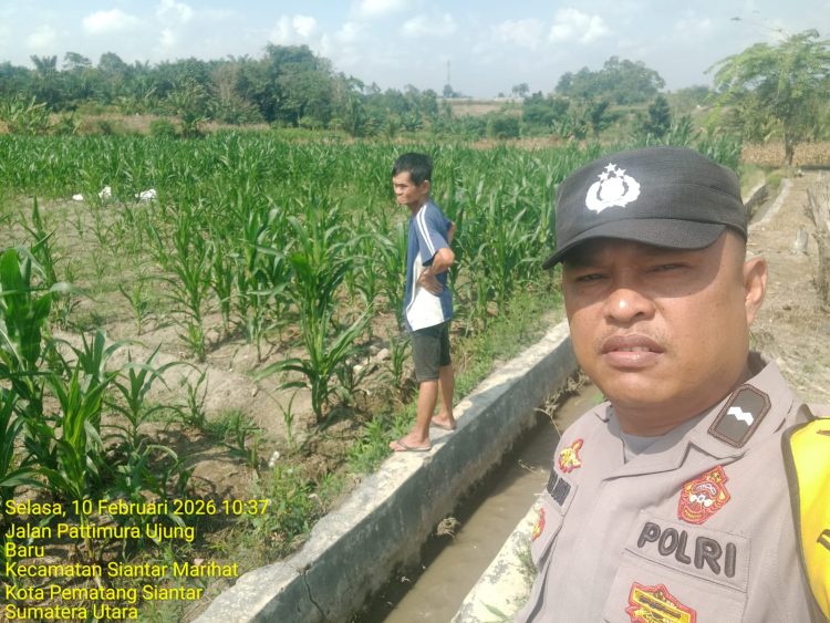 Bhabinkamtibmas Polsek Siantar Marihat Monitoring Lahan Jagung Warga Binaan Bhabinkamtibmas Polsek Siantar Marihat Monitoring Lahan Jagung Warga Binaan