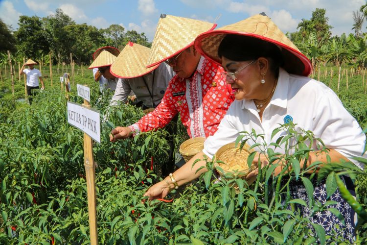 Wali Kota Pematangsiantar, Ketua TP PKK dan KPw BI Panen Cabai Perdana Program Contract Farming di Kelurahan Setia Negara 