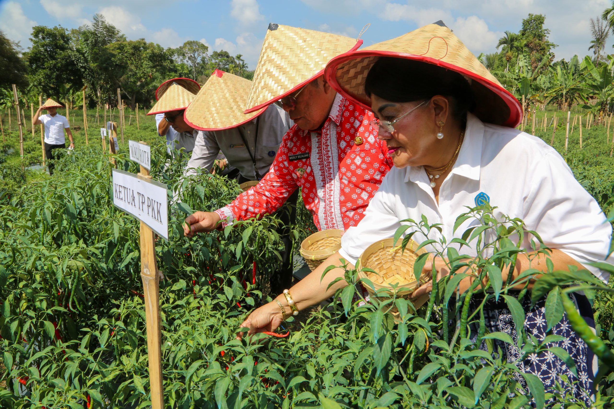 Wali Kota Pematangsiantar, Ketua TP PKK dan KPw BI Panen Cabai Perdana Program Contract Farming di Kelurahan Setia Negara Wali Kota Pematangsiantar, Ketua TP PKK dan KPw BI Panen Cabai Perdana Program Contract Farming di Kelurahan Setia Negara