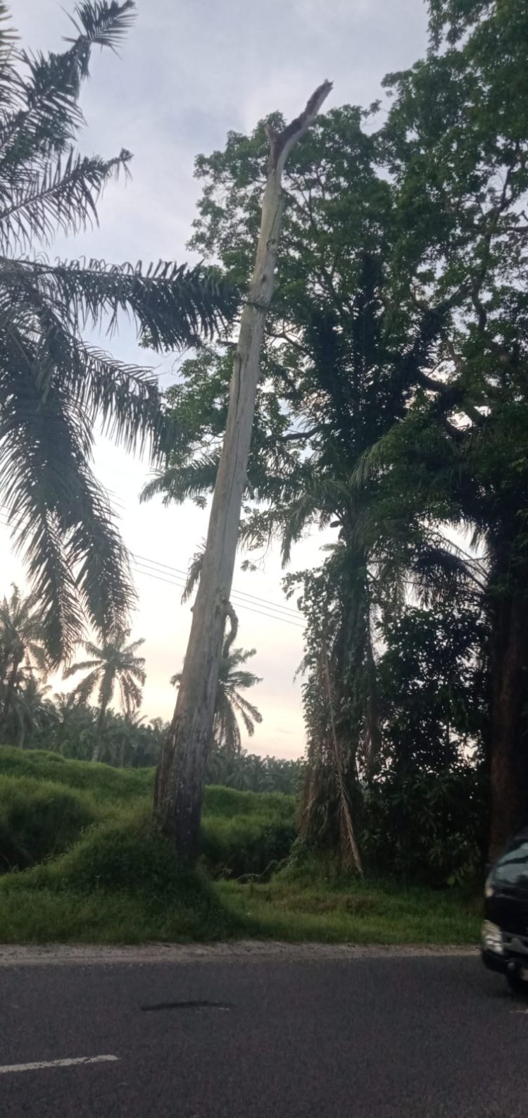 Pohon Menjulang Tinggi Yang Sudah Membusuk Ancaman Keselamatan Pengguna Jalan 