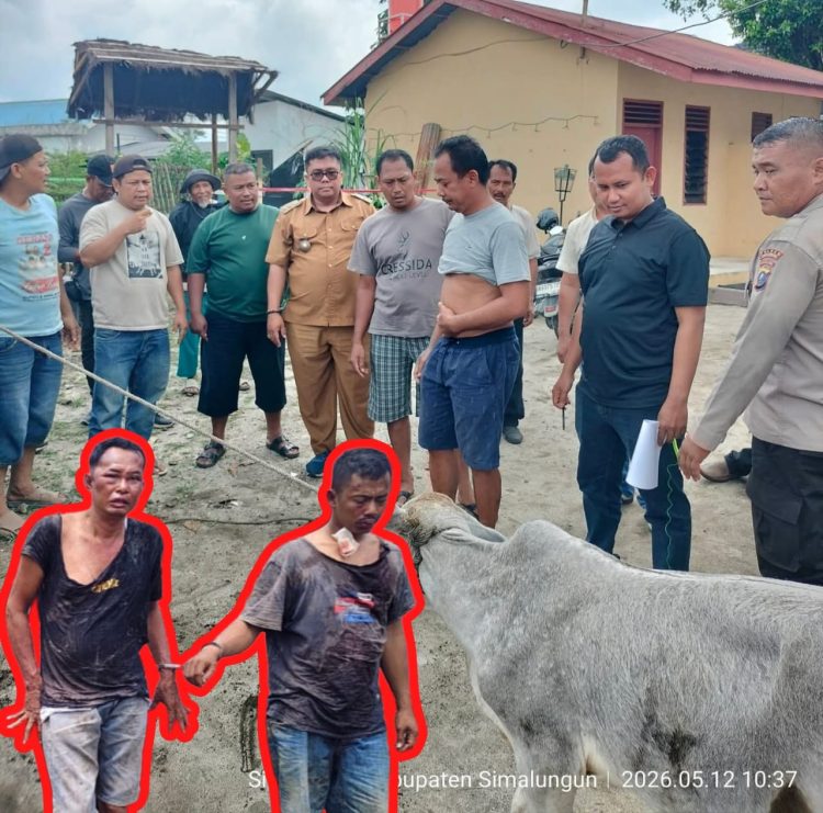 Lurah Sinaksak Gerak Cepat ke TKP, Dua Pencuri Anak Lembu Diamankan dari Amuk Warga dan Diserahkan ke Polisi