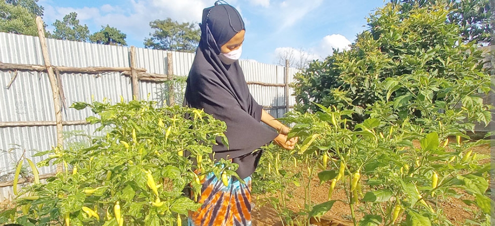 Pemkab Way Kanan Gencarkan Gerakan Menanam Cabai Rawit untuk Tekan Inflasi Daerah