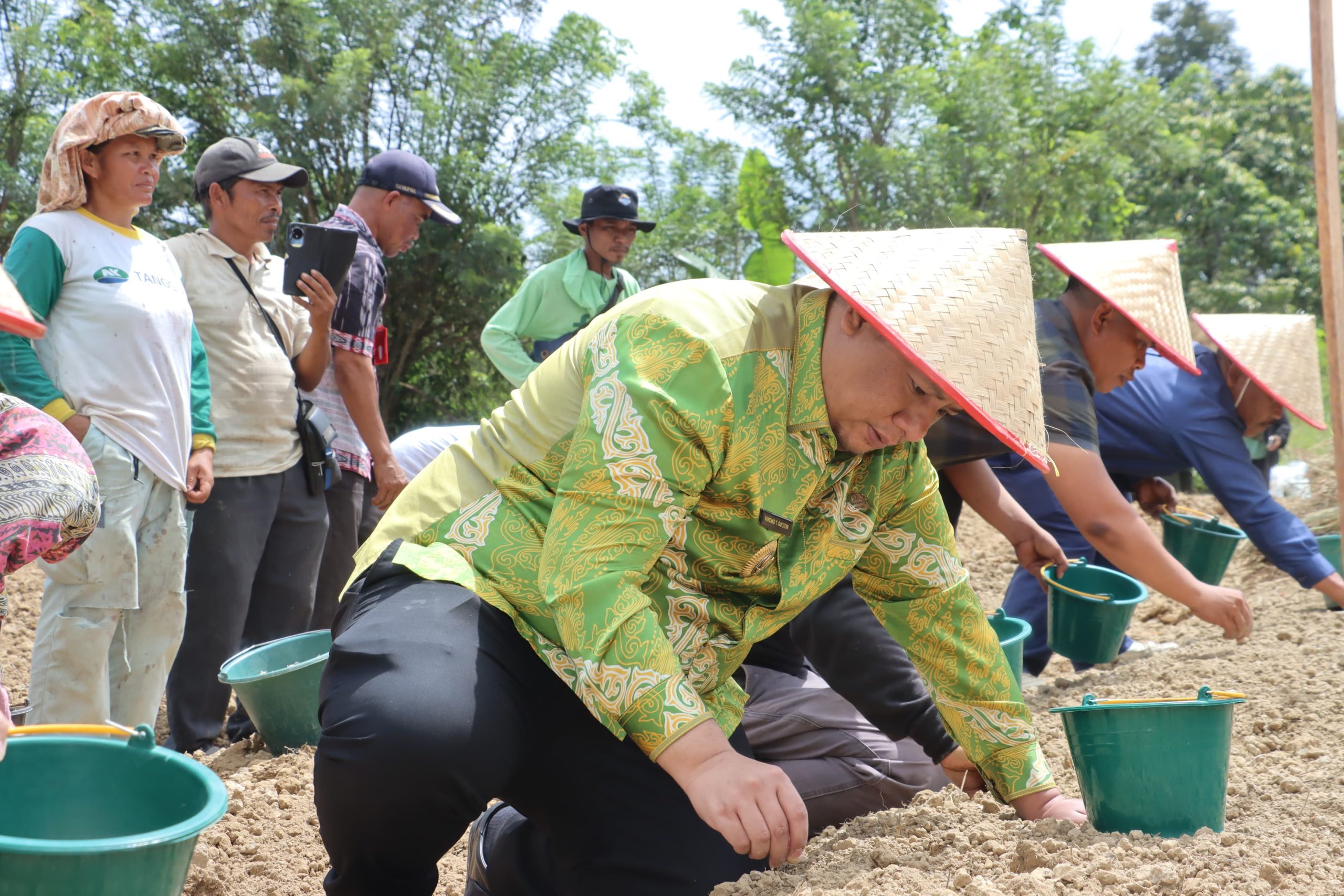 Menjawab Kepercayaan Pusat, Bupati Samosir Tanam Bawang Putih Bantuan Kementan bersama Kelompok Tani Menjawab Kepercayaan Pusat, Bupati Samosir Tanam Bawang Putih Bantuan Kementan bersama Kelompok Tani
