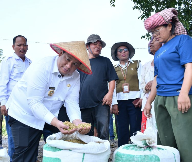 Taksi Alsintan Permudah Petani, Bupati Samosir Vandiko T. Gultom Turun Langsung Panen Padi Bersama Masyarakat Taksi Alsintan Permudah Petani, Bupati Samosir Vandiko T. Gultom Turun Langsung Panen Padi Bersama Masyarakat