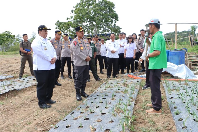 Wujudkan Swasembada Pangan Nasional, Bupati Samosir Bersama Kapolda Sumut Tinjau Lokasi Penanaman Bawang Putih di Kecamatan Simanindo Wujudkan Swasembada Pangan Nasional, Bupati Samosir Bersama Kapolda Sumut Tinjau Lokasi Penanaman Bawang Putih di Kecamatan Simanindo